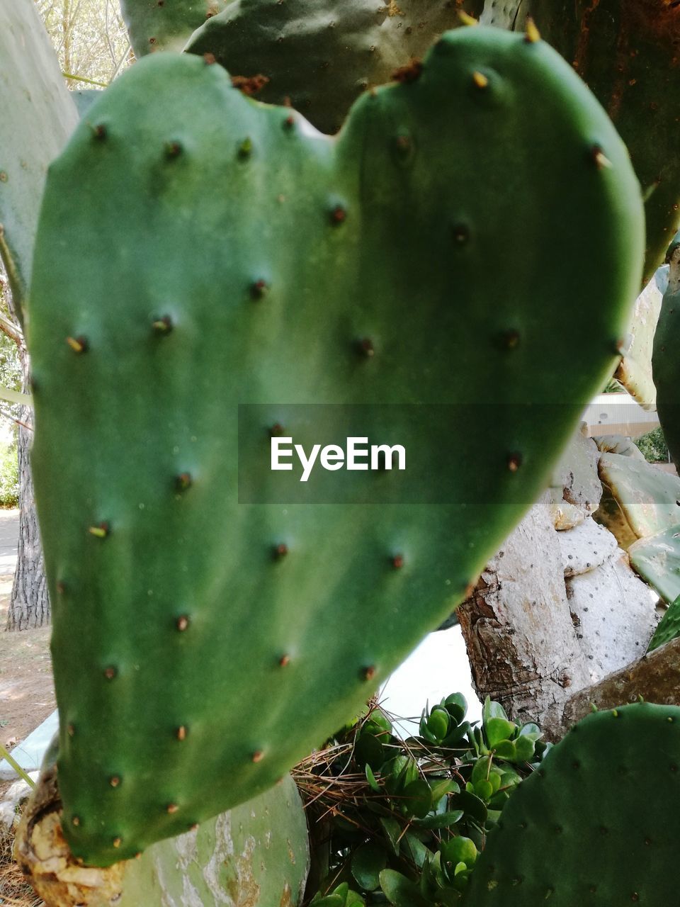 HIGH ANGLE VIEW OF PRICKLY PEAR CACTUS PLANT