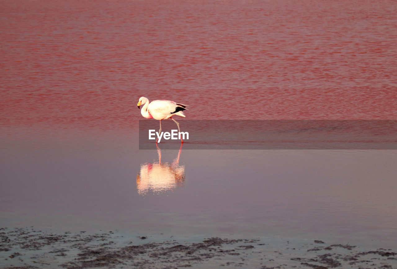 SEAGULL ON BEACH