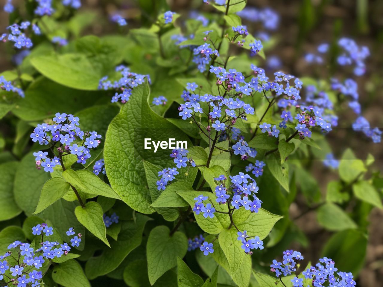 Close-up of purple hydrangeas blooming outdoors