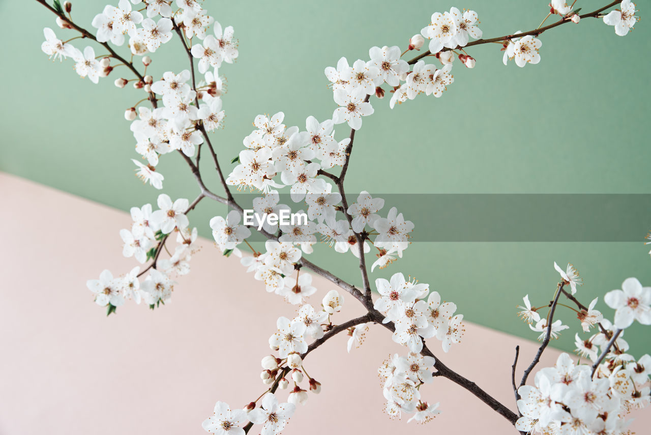 Blooming cherry branch on pastel background with copy space. spring time. creative concept