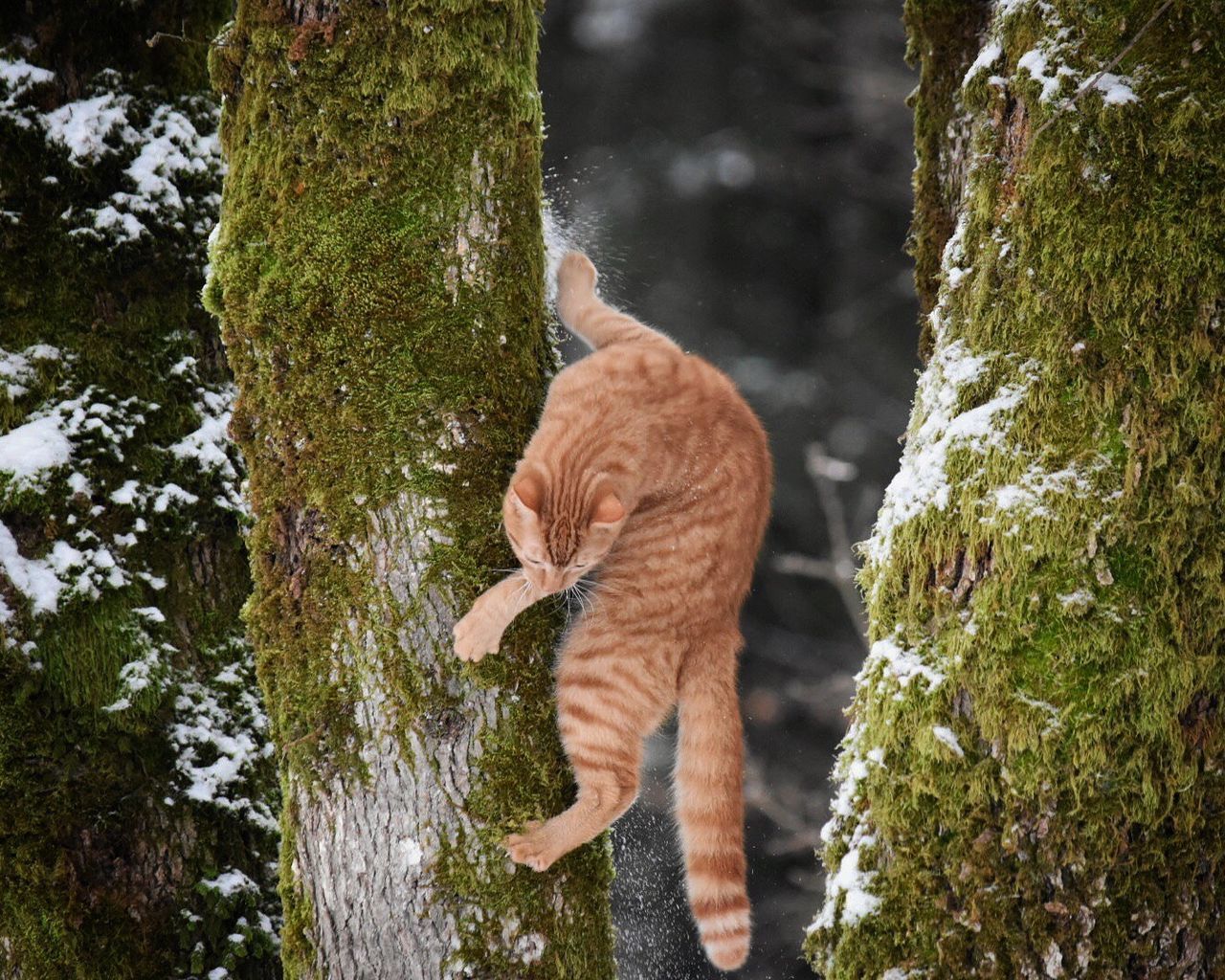 Ginger cat climbing on moss covered tree during winter