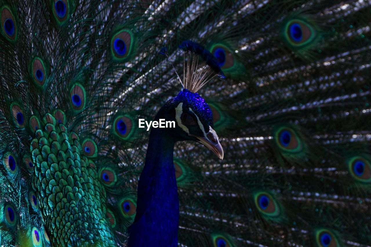 Close-up of peacock