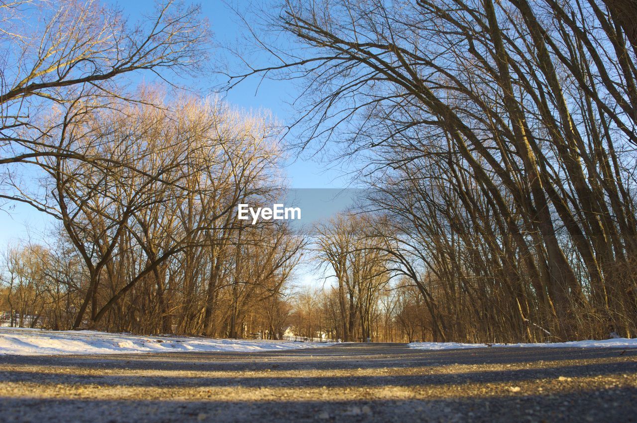 TREES ON SNOW FIELD AGAINST SKY