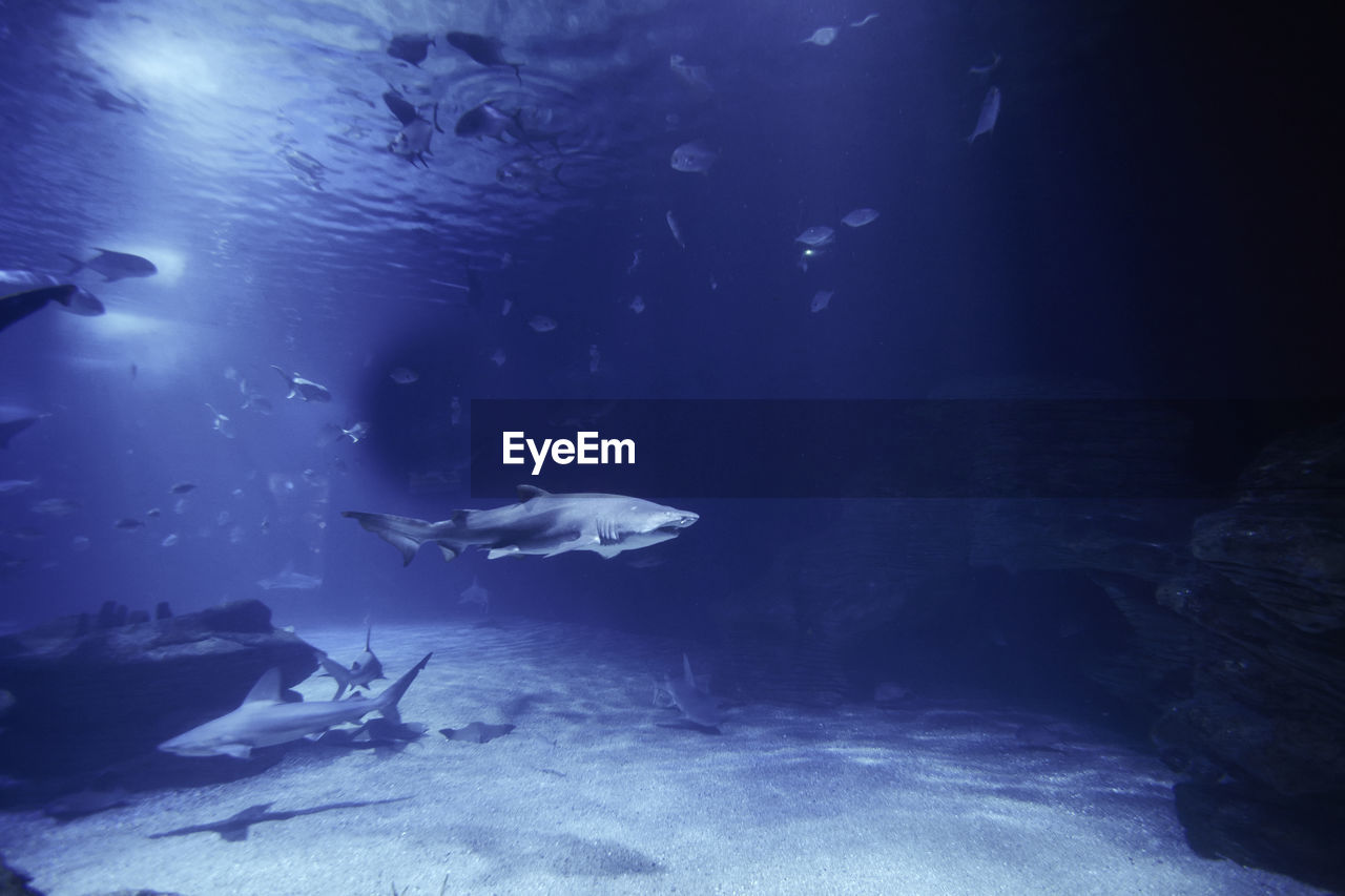 Tiger shark in the ocean surrounded by fish, depth, sand, rocks, various animals