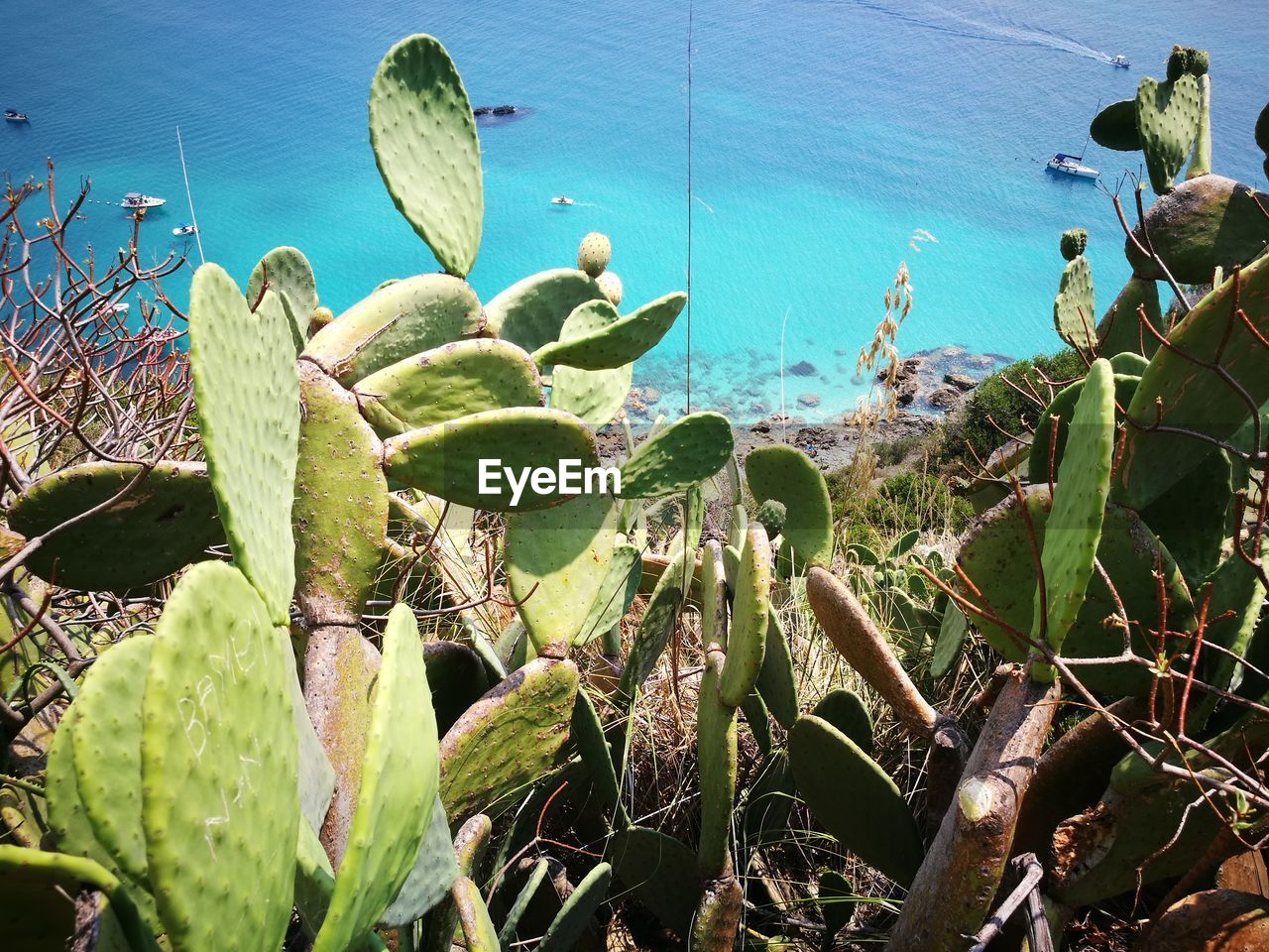 CLOSE-UP OF SUCCULENT PLANTS GROWING ON SEA SHORE