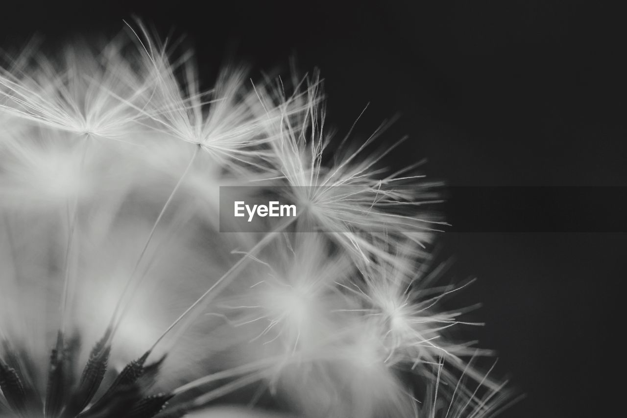 CLOSE-UP OF DANDELION ON BLACK BACKGROUND