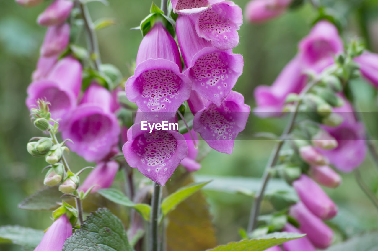 Close-up of pink flowers blooming outdoors