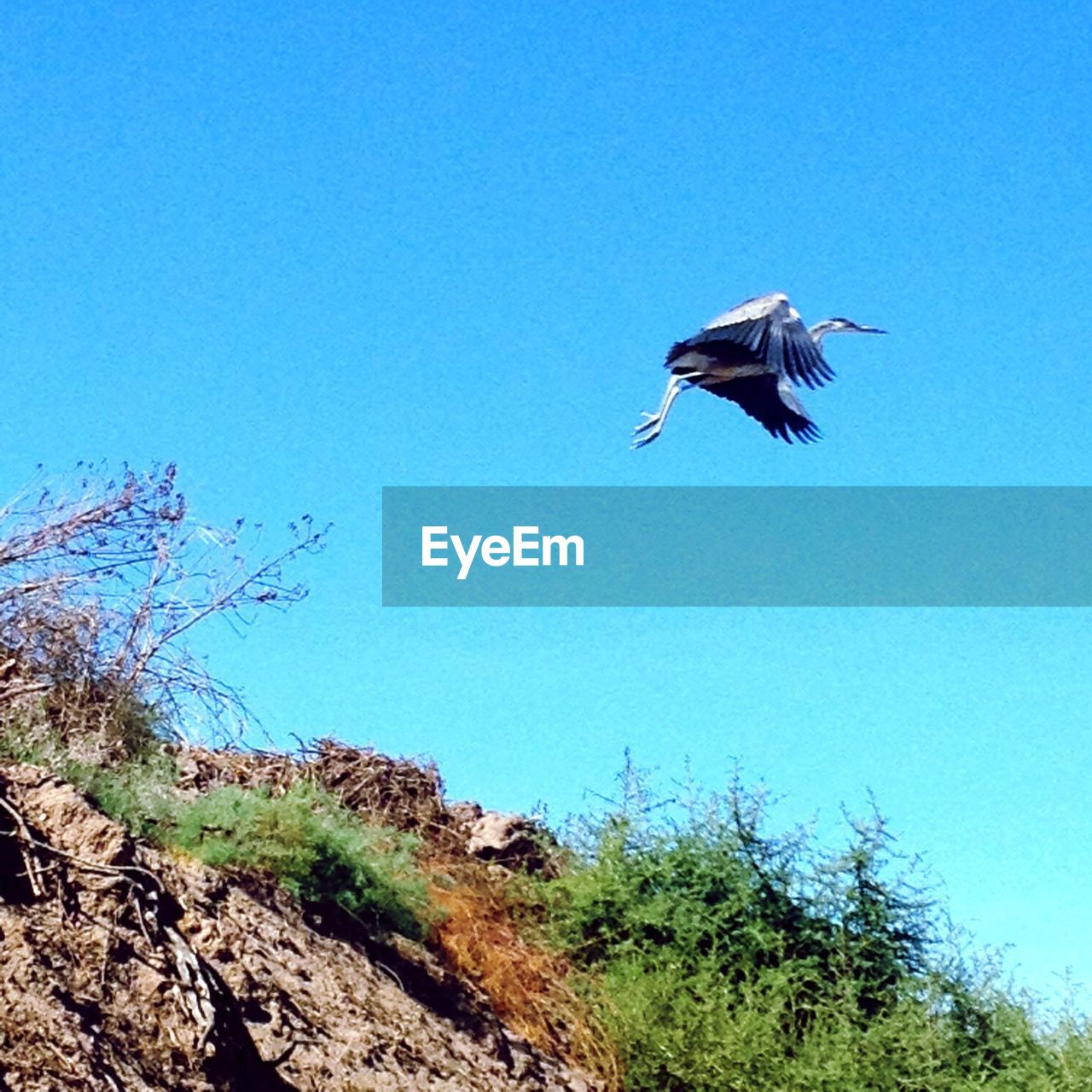 LOW ANGLE VIEW OF BIRDS FLYING AGAINST CLEAR BLUE SKY