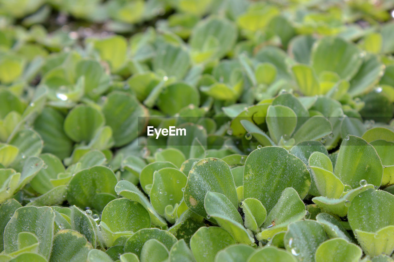 FULL FRAME SHOT OF FRESH GREEN LEAVES