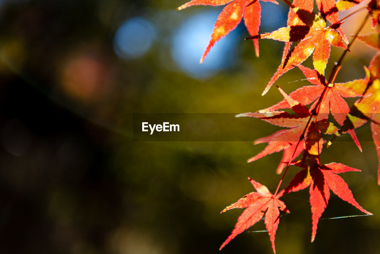 Close-up colorful fall foliage in sunny day. beautiful autumn landscape background