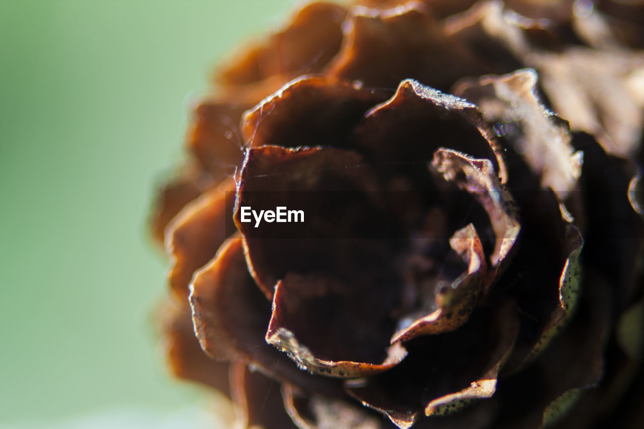 MACRO SHOT OF ROSE FLOWER