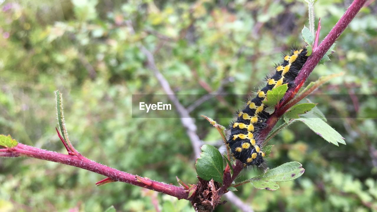 CLOSE-UP OF BUTTERFLY ON LEAF AGAINST PLANTS