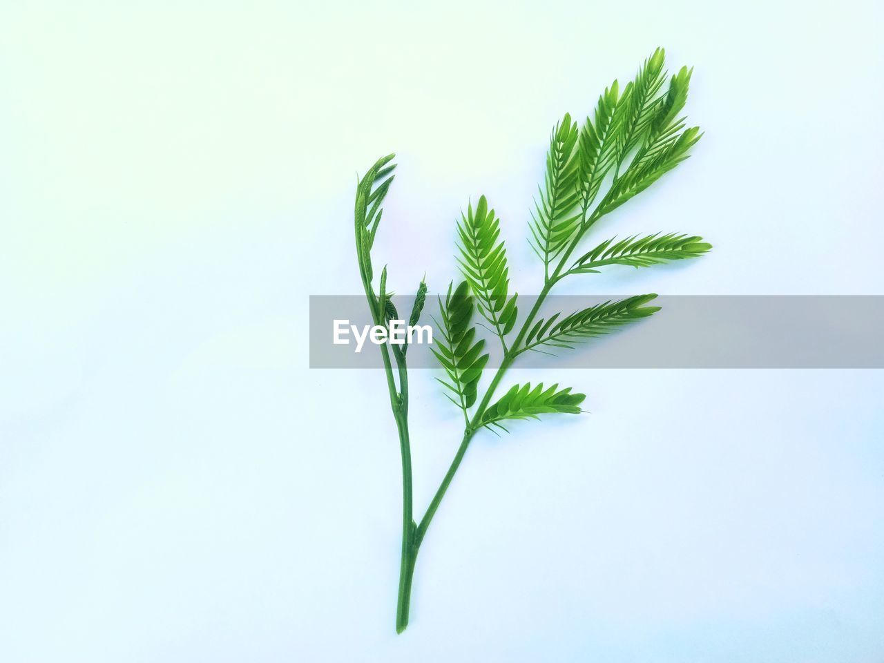 CLOSE-UP OF PLANT IN WHITE BACKGROUND