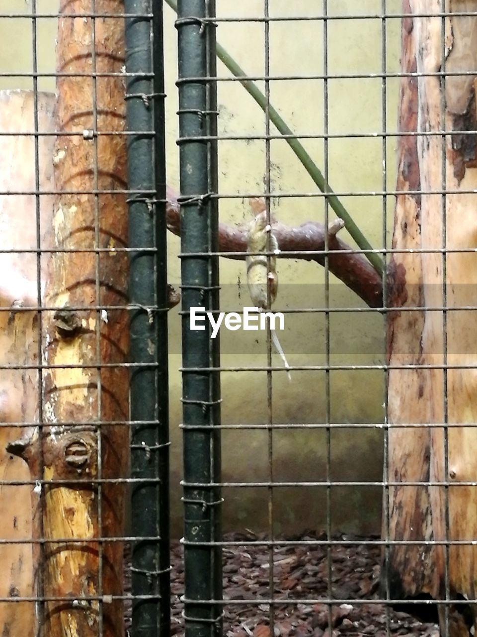 CLOSE-UP OF PIGEON IN CAGE