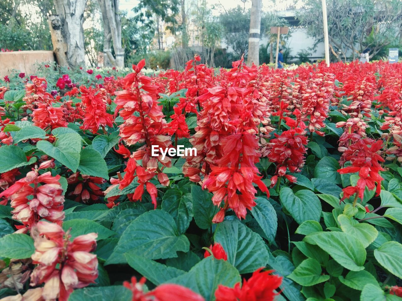 Close-up of red flowers