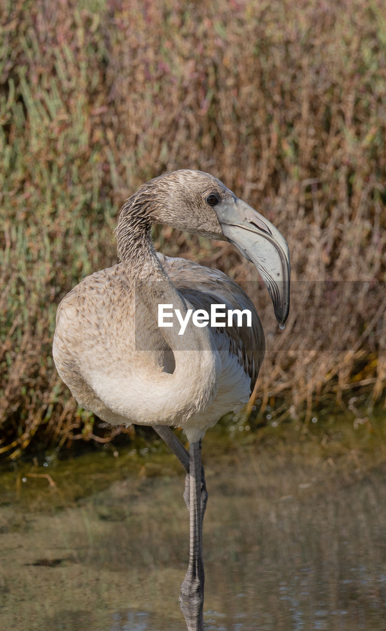 close-up of a bird