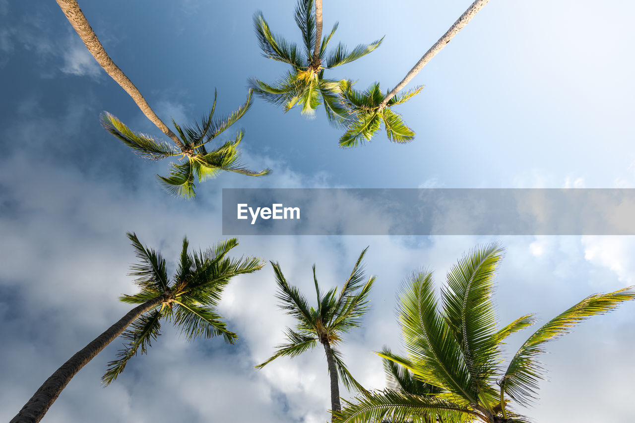 Low angle view of palm tree against sky