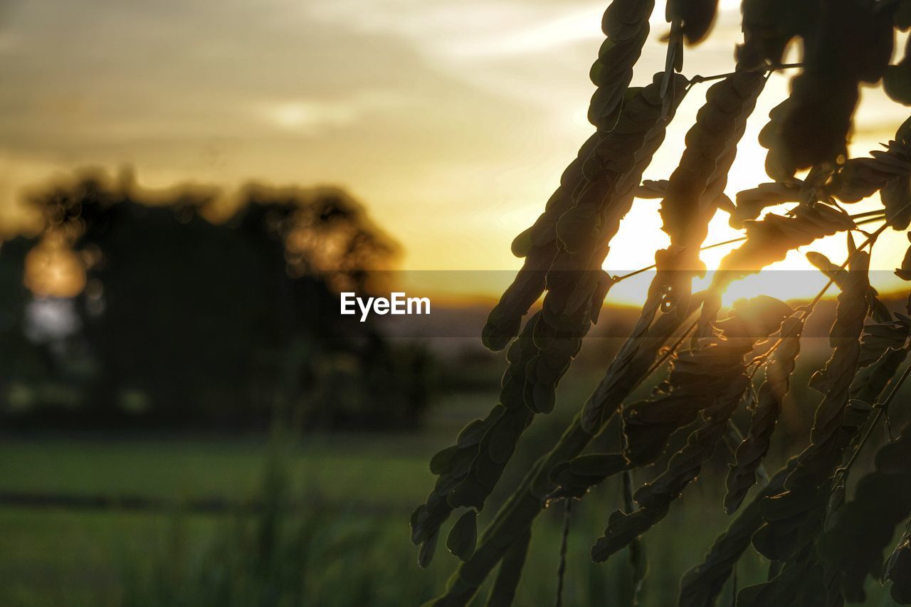 CLOSE-UP OF CROPS GROWING ON FIELD AGAINST SKY