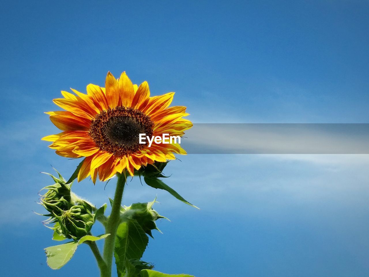 Low angle view of sunflower blooming against sky