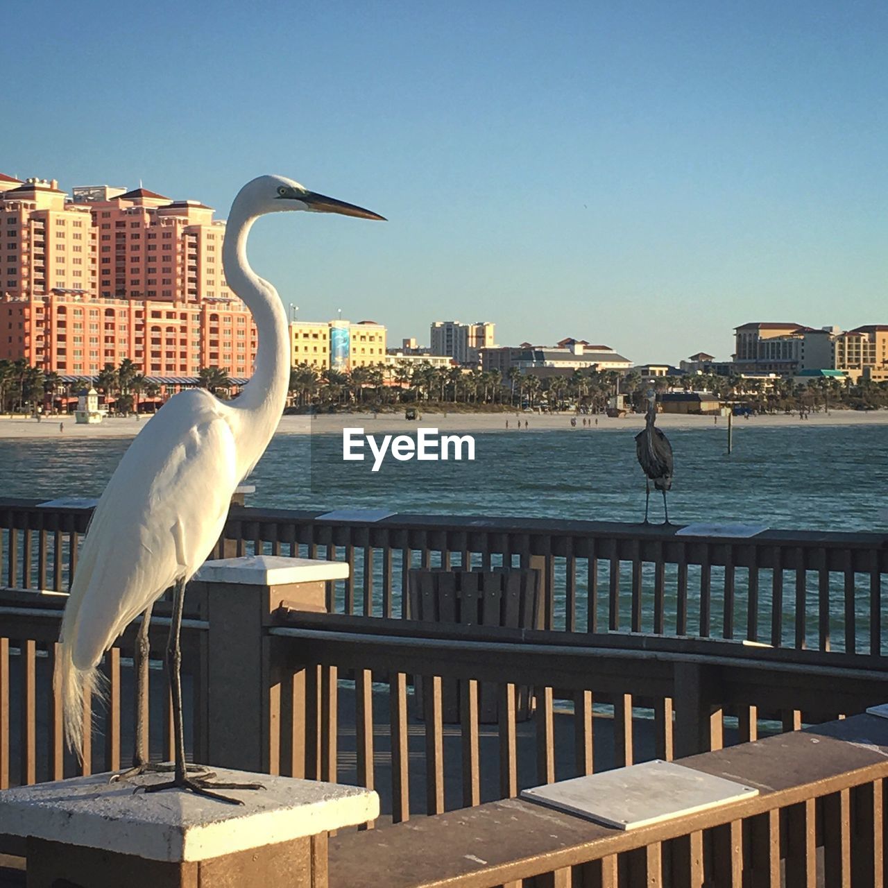 SEAGULL PERCHING ON RAILING BY SEA AGAINST CITY