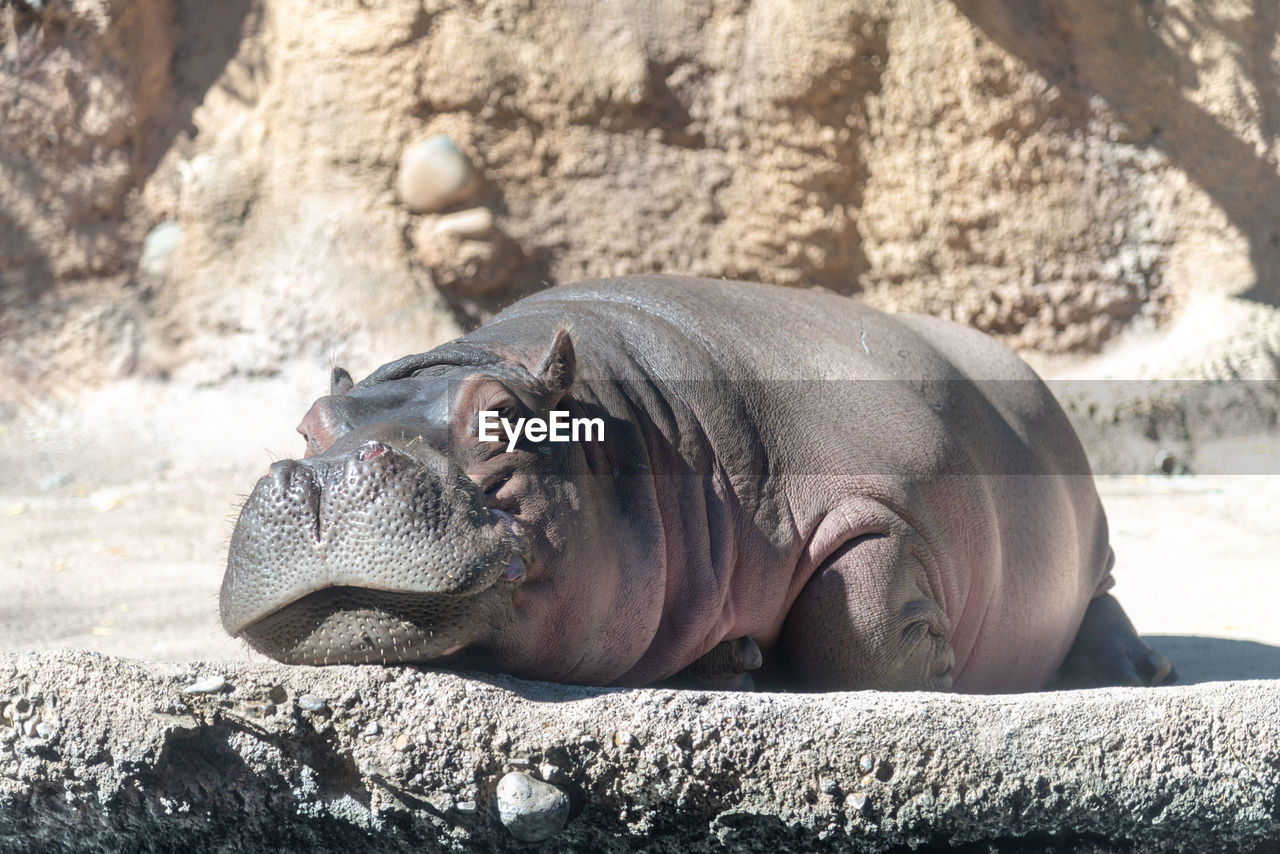 Close-up of a sleeping resting on rock hippo