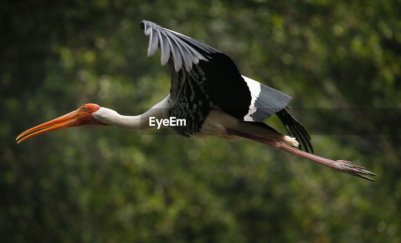 SIDE VIEW OF BIRD FLYING