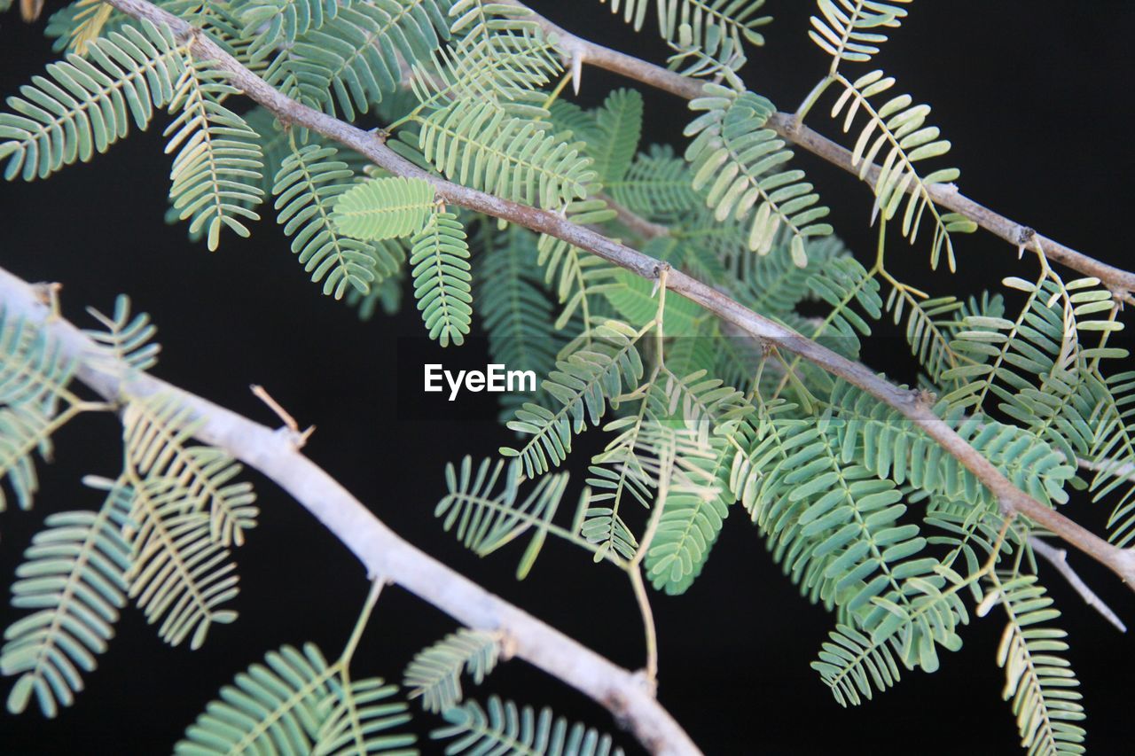 Close-up of plants at night