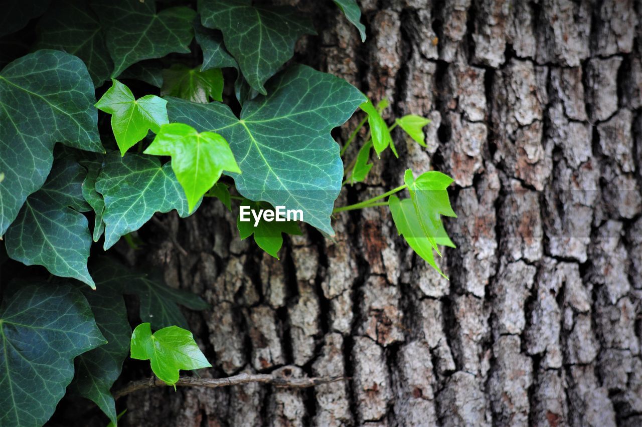 Close-up of ivy growing on brick wall