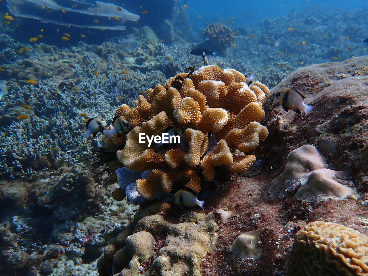 FISH SWIMMING UNDERWATER