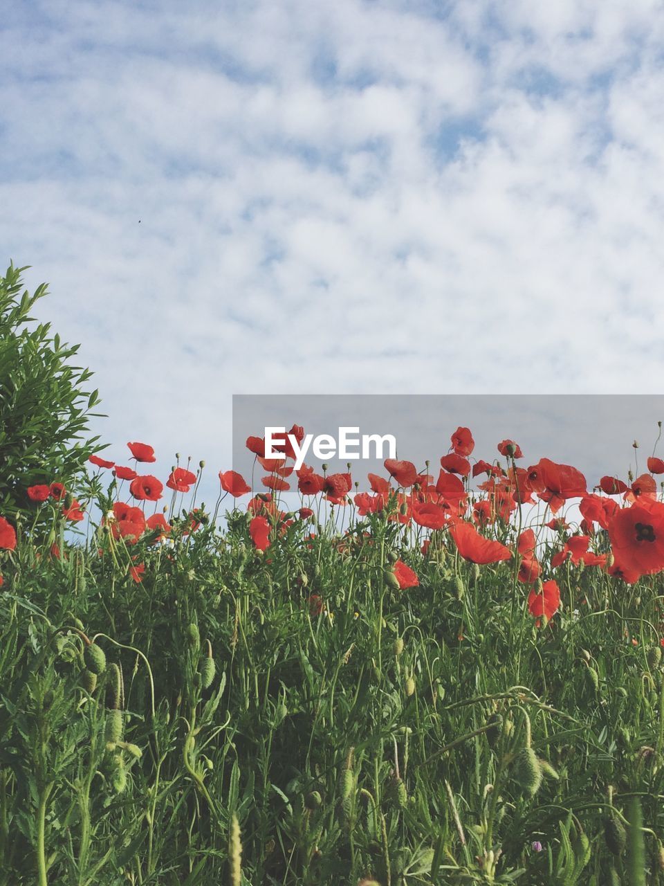 Poppy field against sky