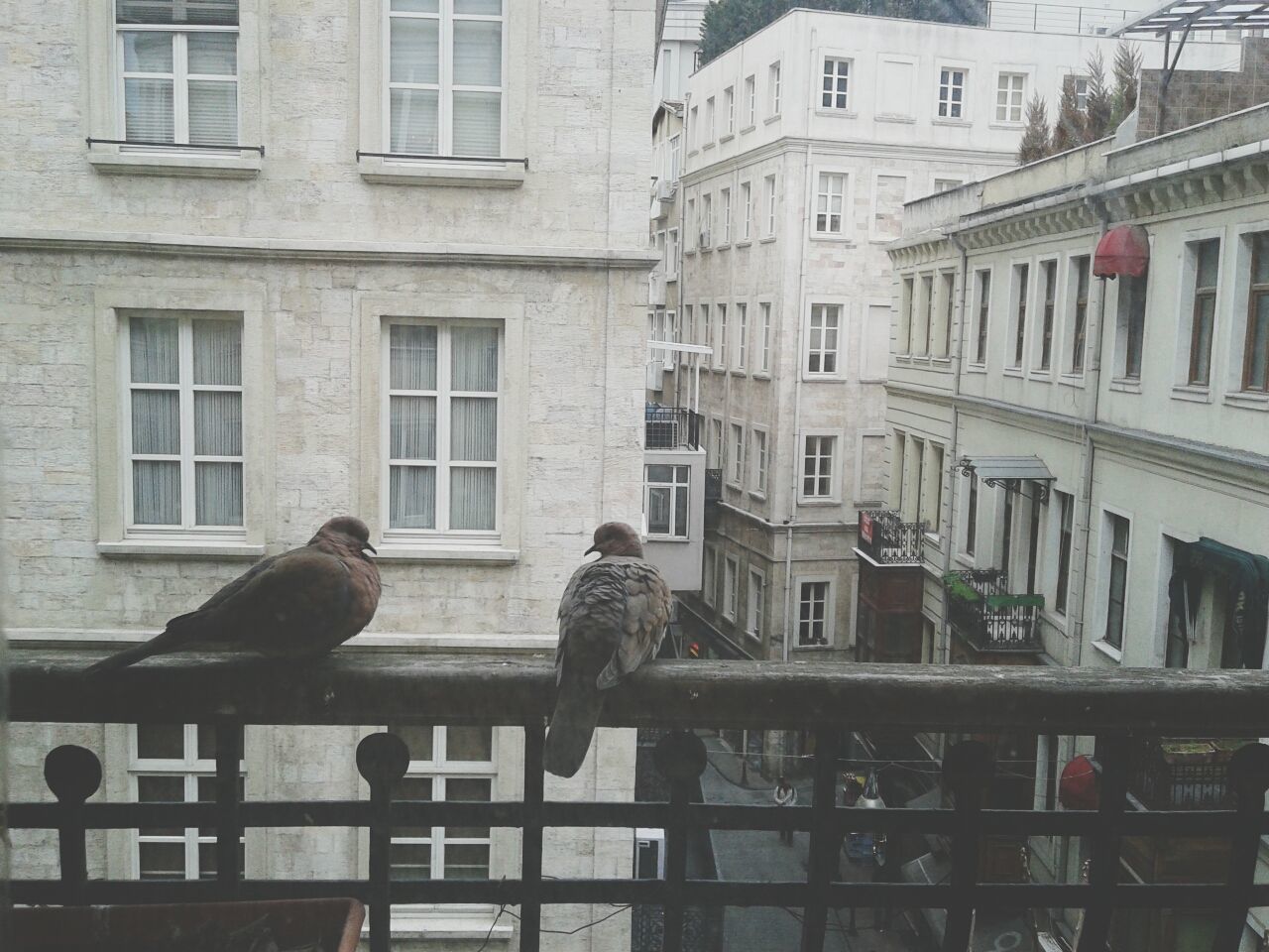 View of two birds perching on railing