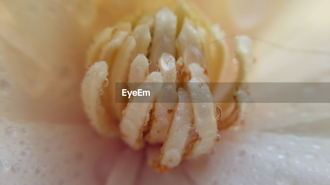 Close-up of flower