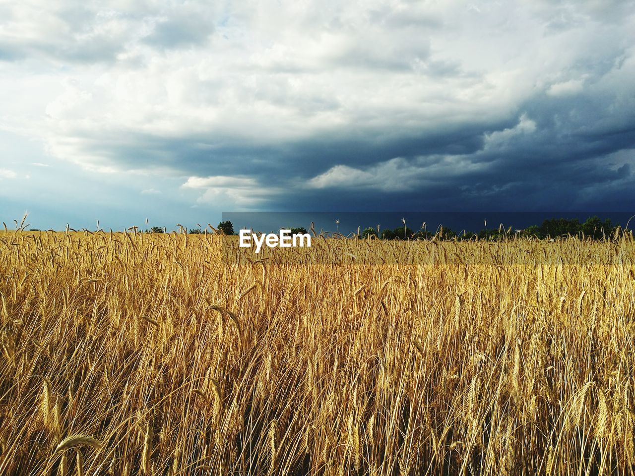 Scenic view of field against cloudy sky