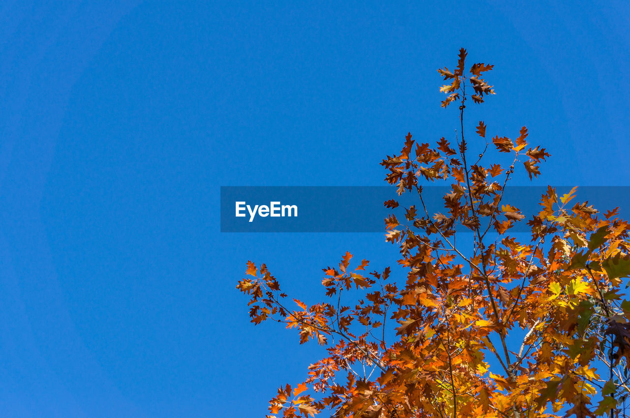 Low angle view of maple tree against clear blue sky