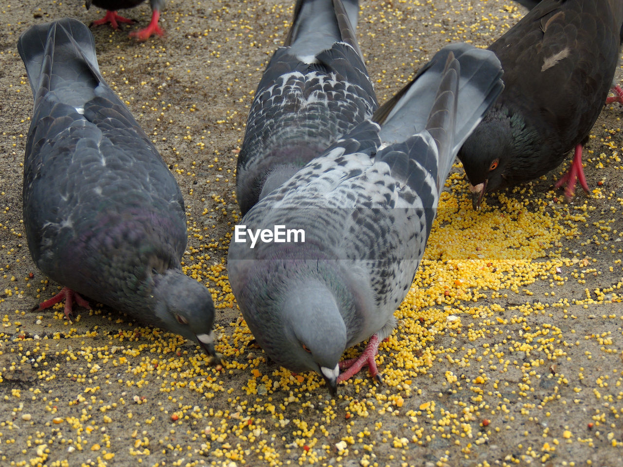 CLOSE-UP OF BIRDS ON FIELD