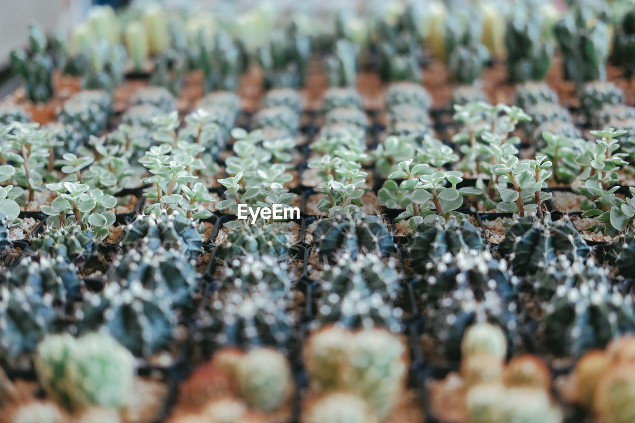 CLOSE-UP OF SMALL PLANTS