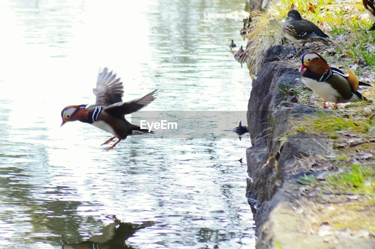 DUCK FLYING OVER LAKE