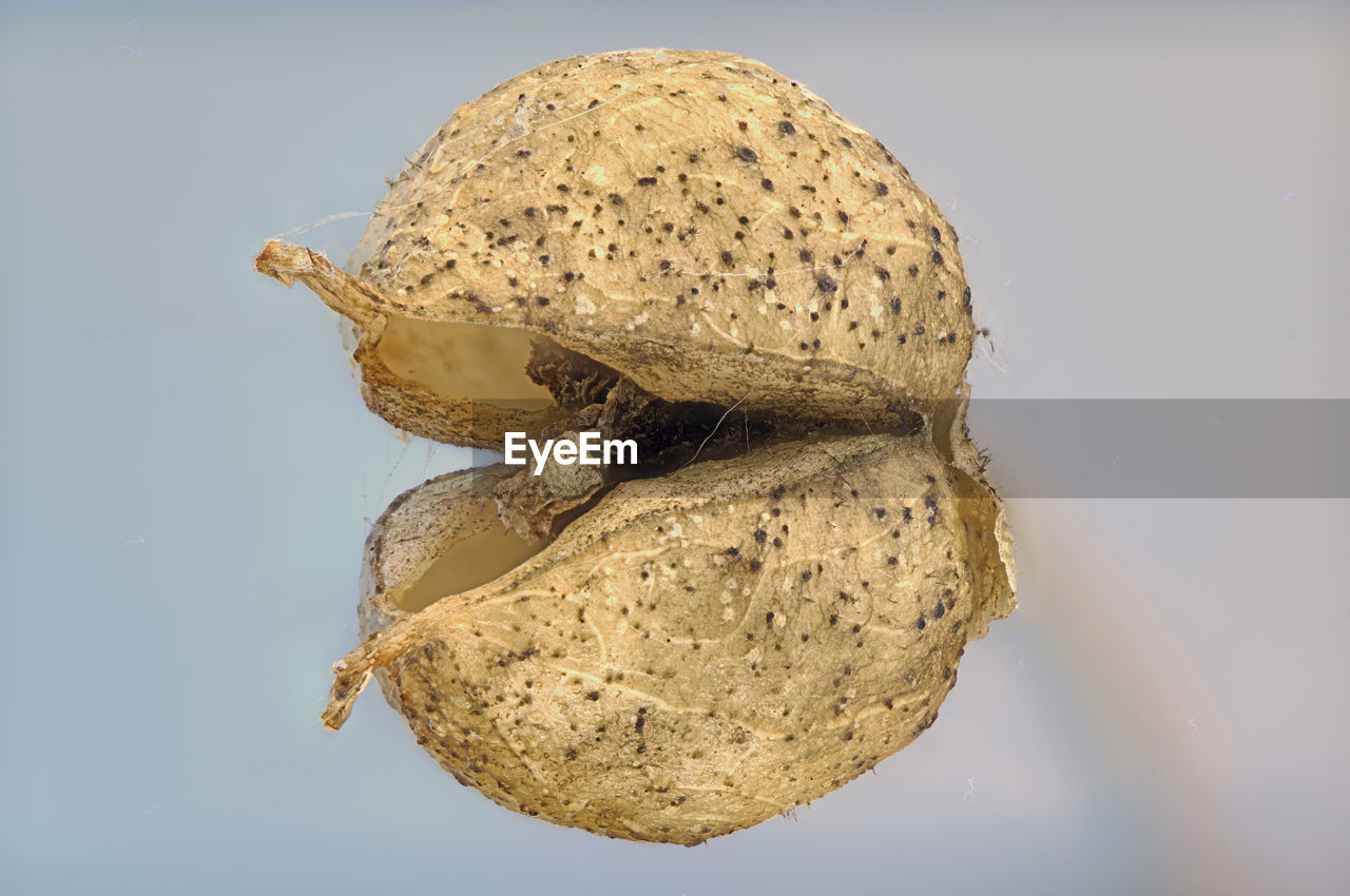 HIGH ANGLE VIEW OF SHELL ON TABLE