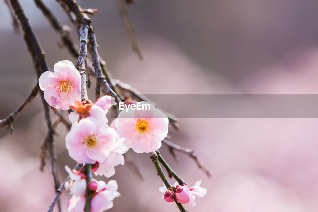 Pink flower ume japanese apricot blossoms on beautiful background. close up.