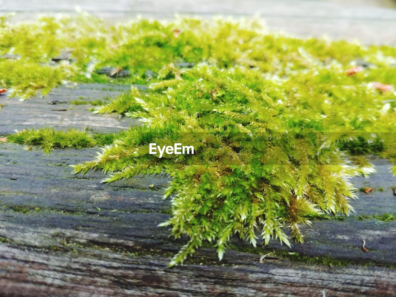 HIGH ANGLE VIEW OF PLANT GROWING ON TREE