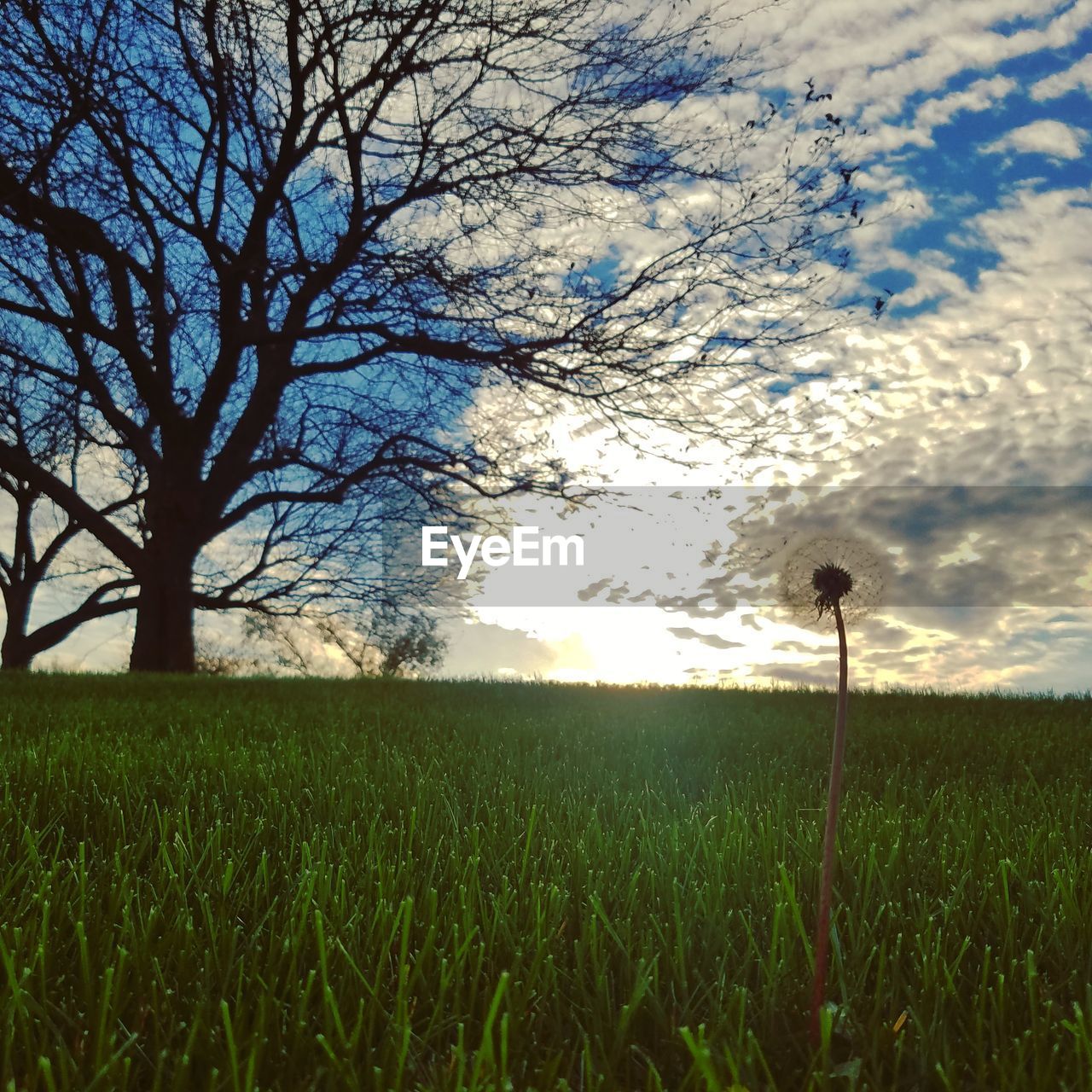 TREE ON FIELD AGAINST SKY