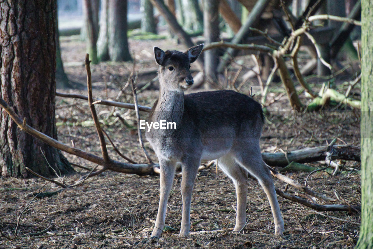 PORTRAIT OF AN ANIMAL ON FIELD