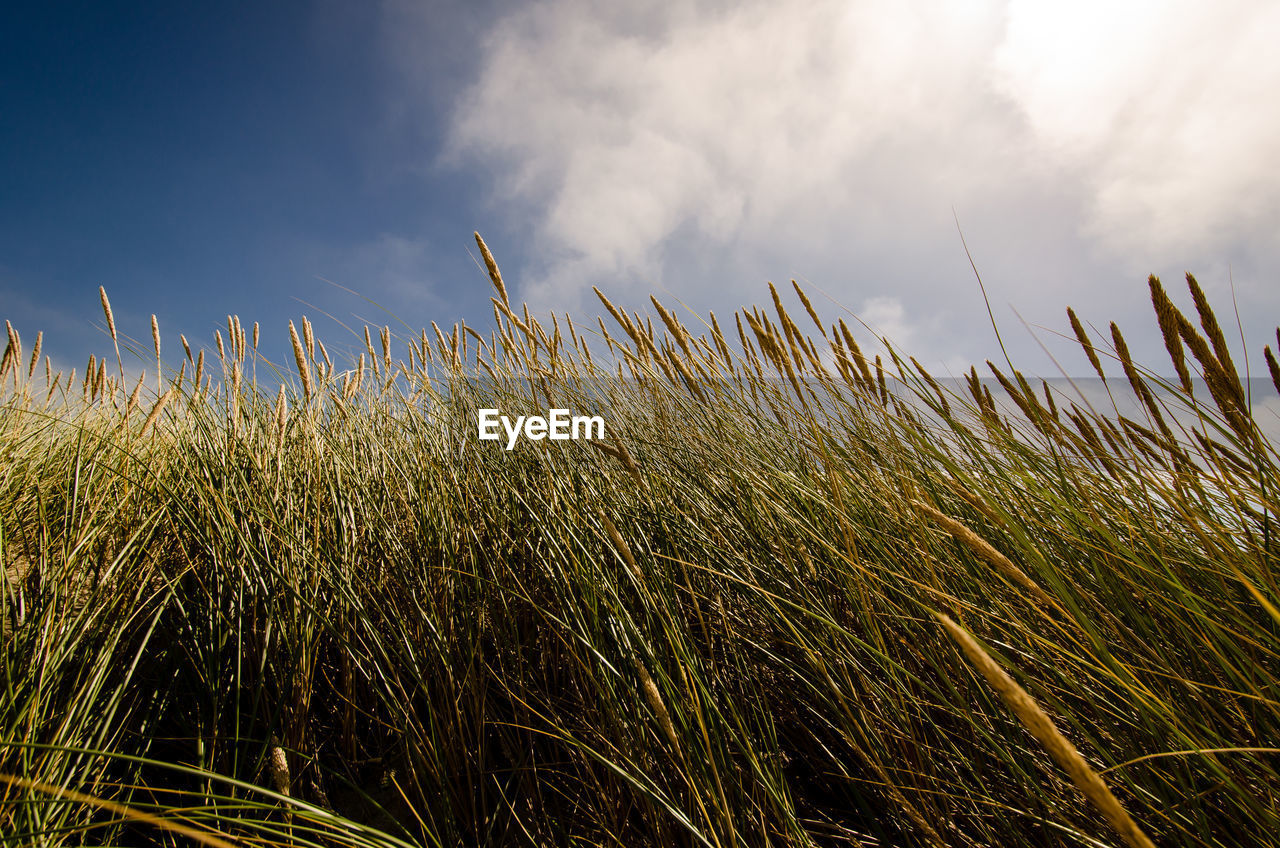 VIEW OF STALKS IN FIELD AGAINST SKY