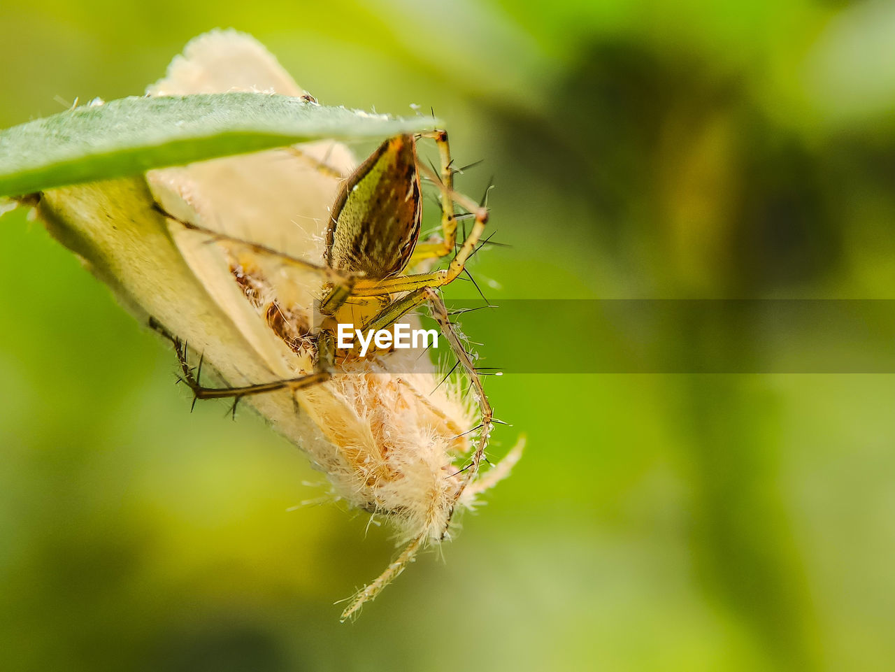 CLOSE-UP OF GRASSHOPPER ON FLOWER