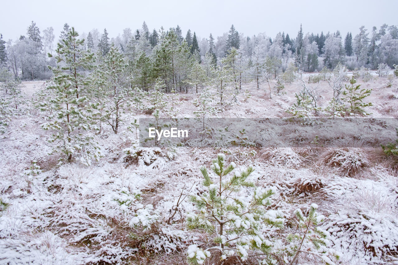 Pine tree at a bog with frost and fresh snow