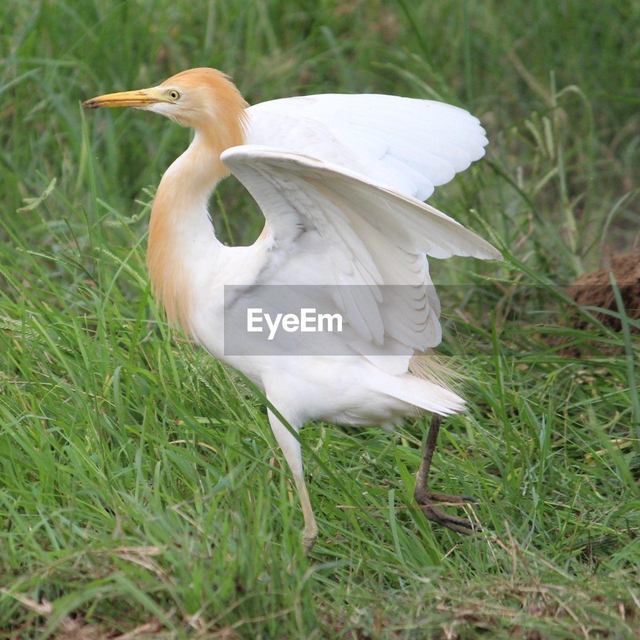 Close-up of bird on field