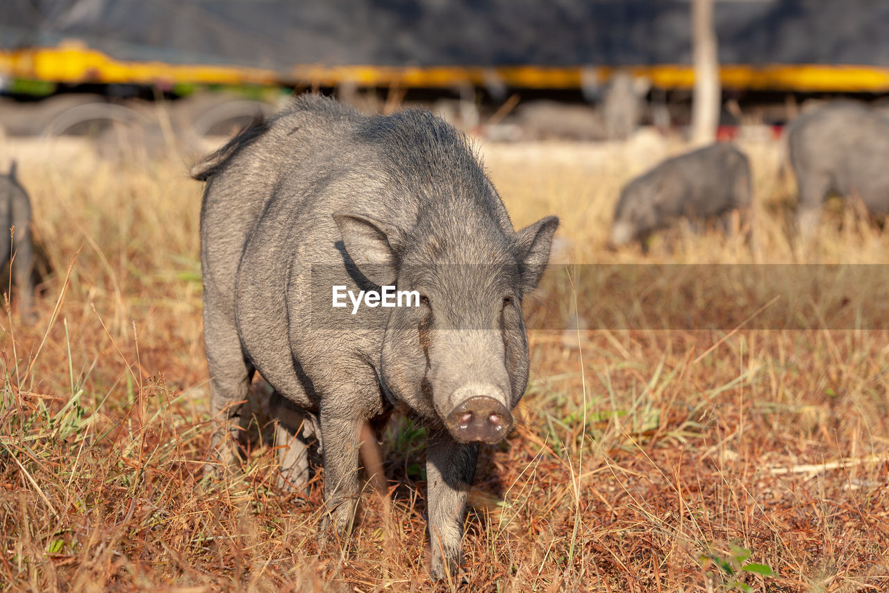 Wild pigs in the city of phuket, thailand