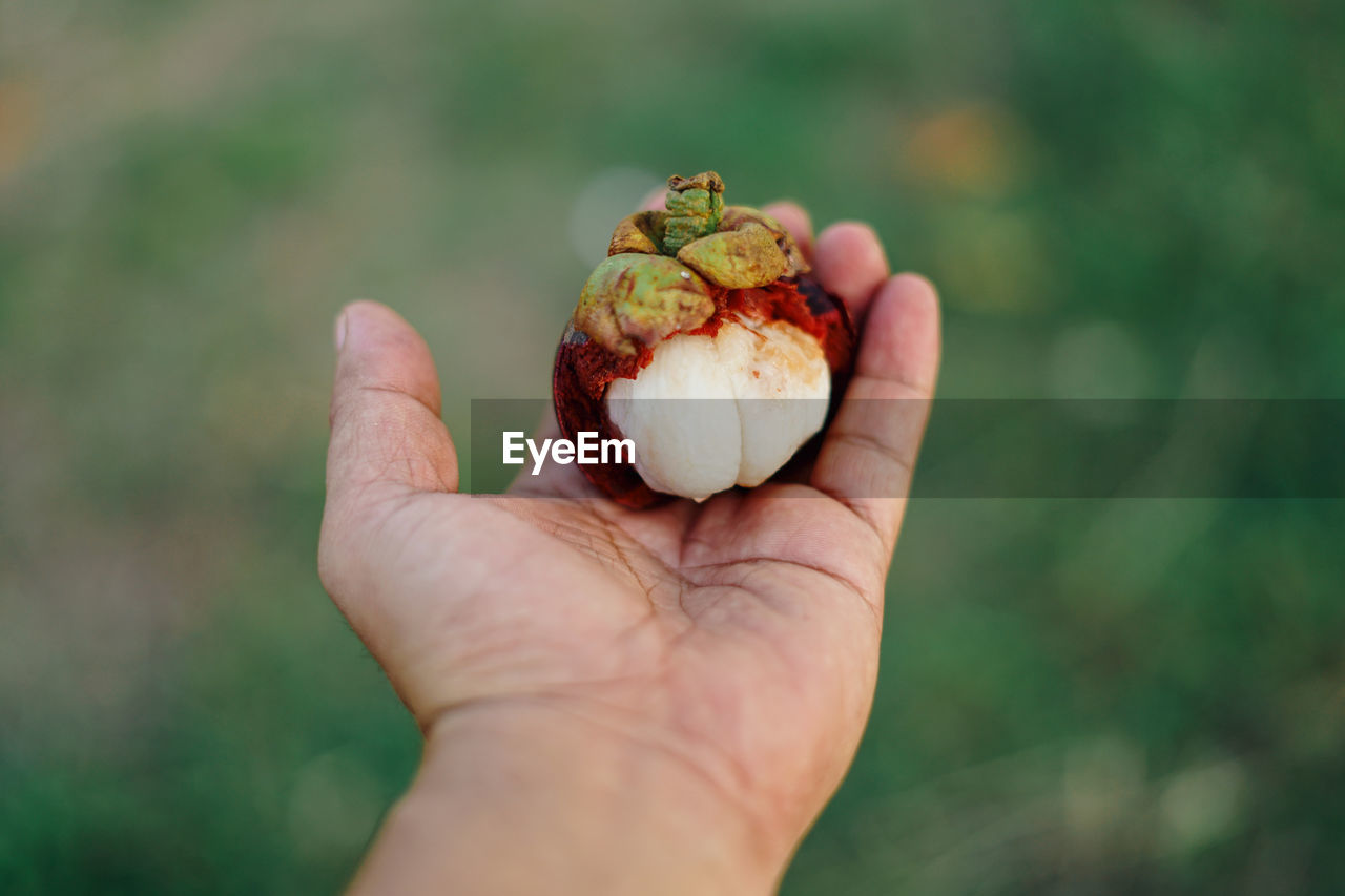 Hand holding fresh mangosteen