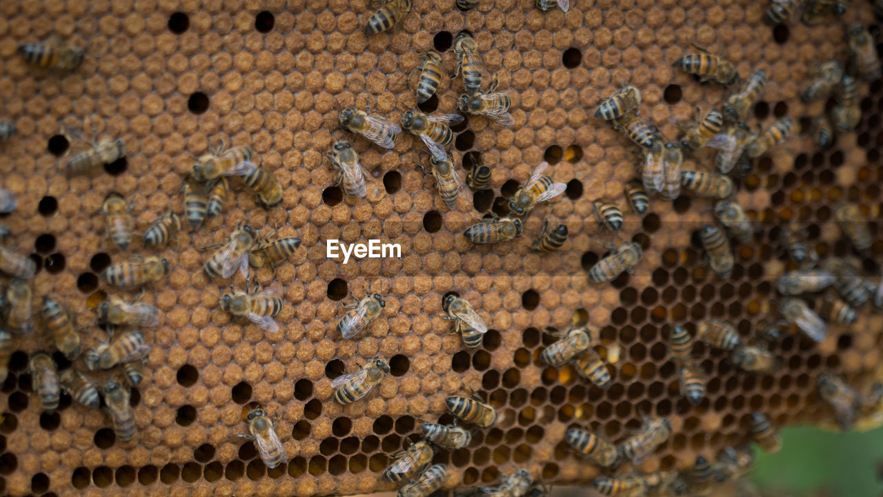 Close-up of bees