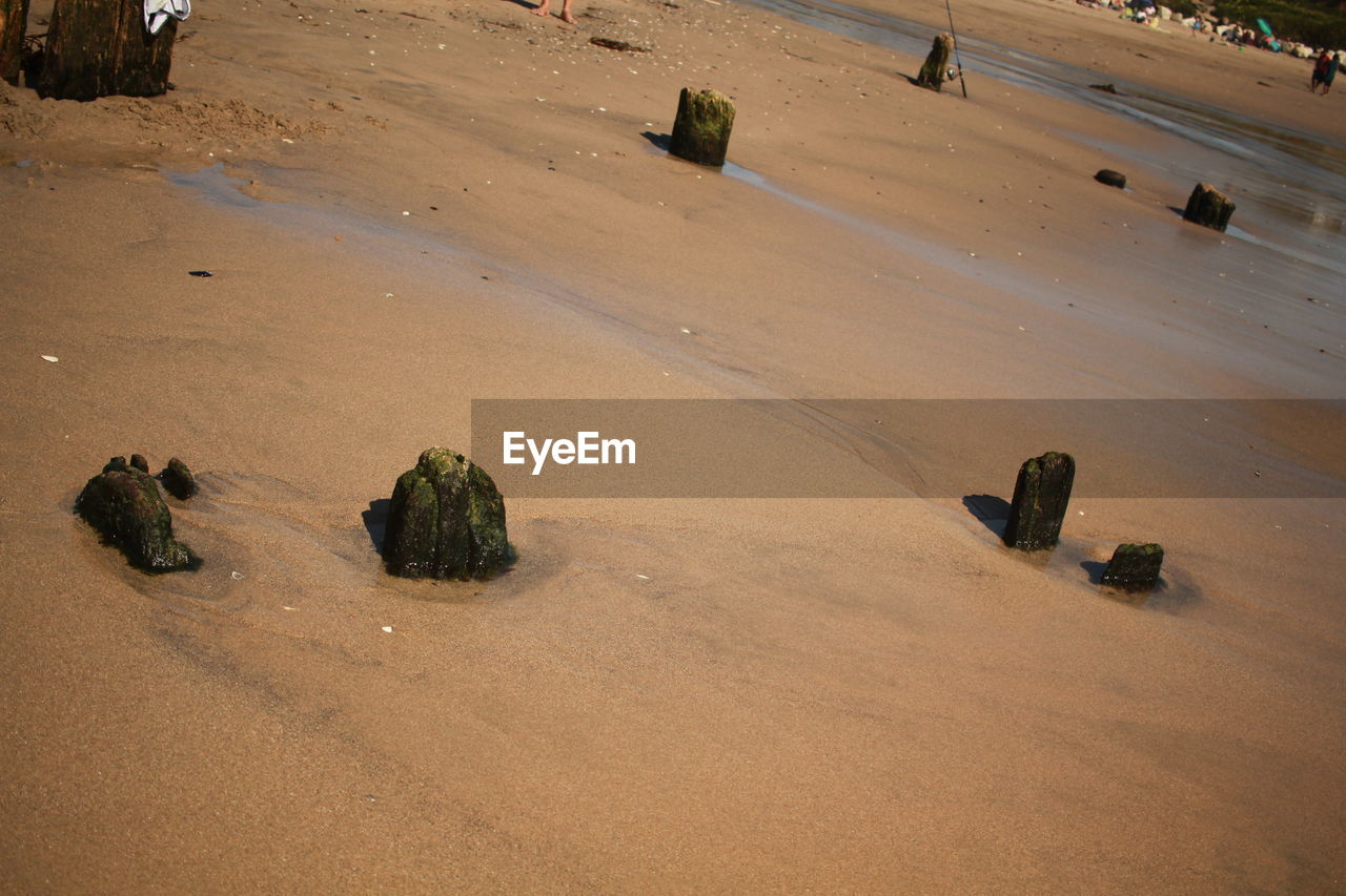 VIEW OF CRAB ON BEACH